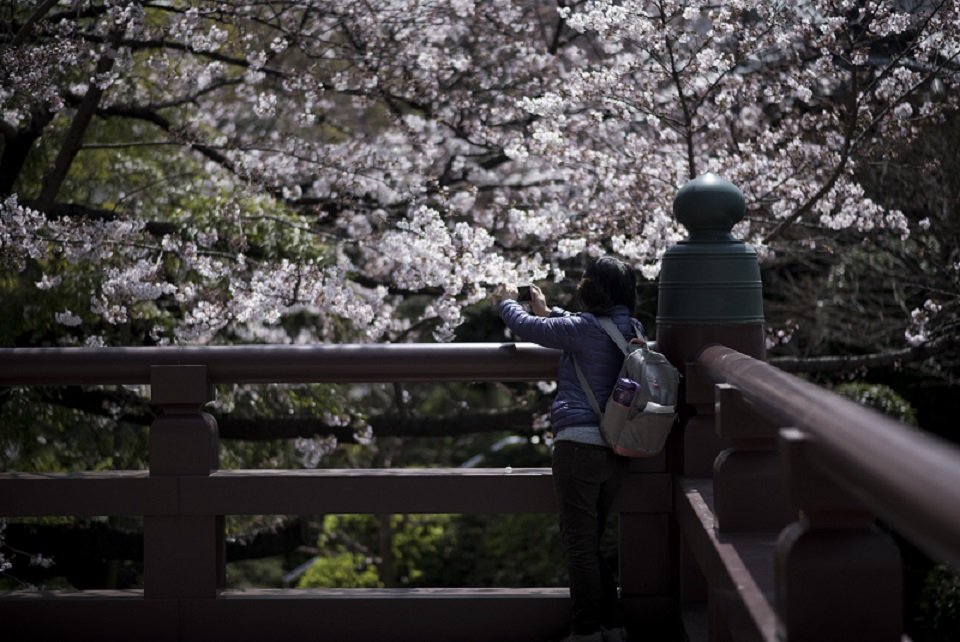 Tokyo cherry blossoms in full bloom