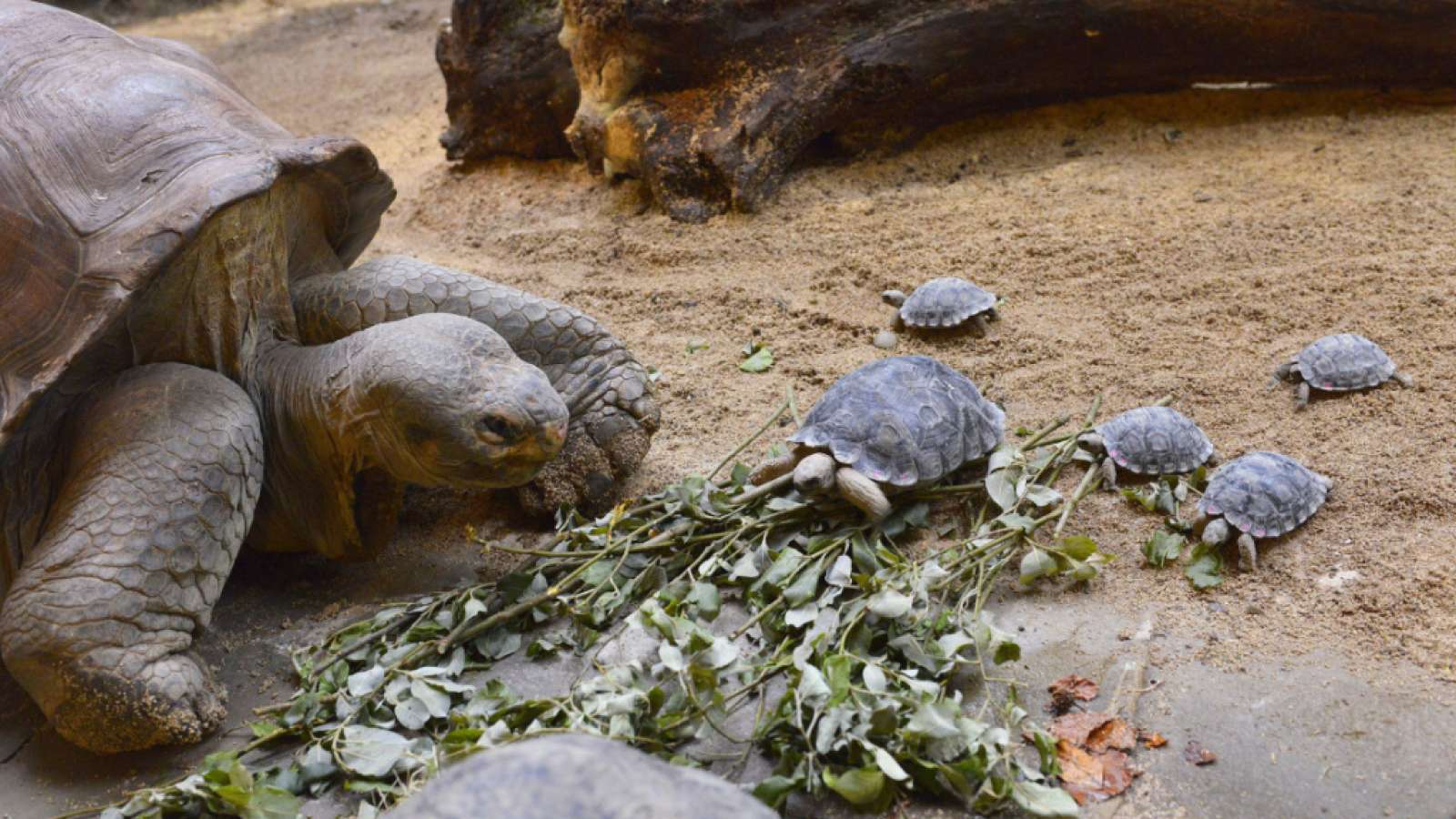 Schildkroetenvater-Jumbo-mit-seinem-hungrigen-Nachwuchs